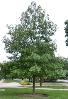 Quercus falcata 2,0 m